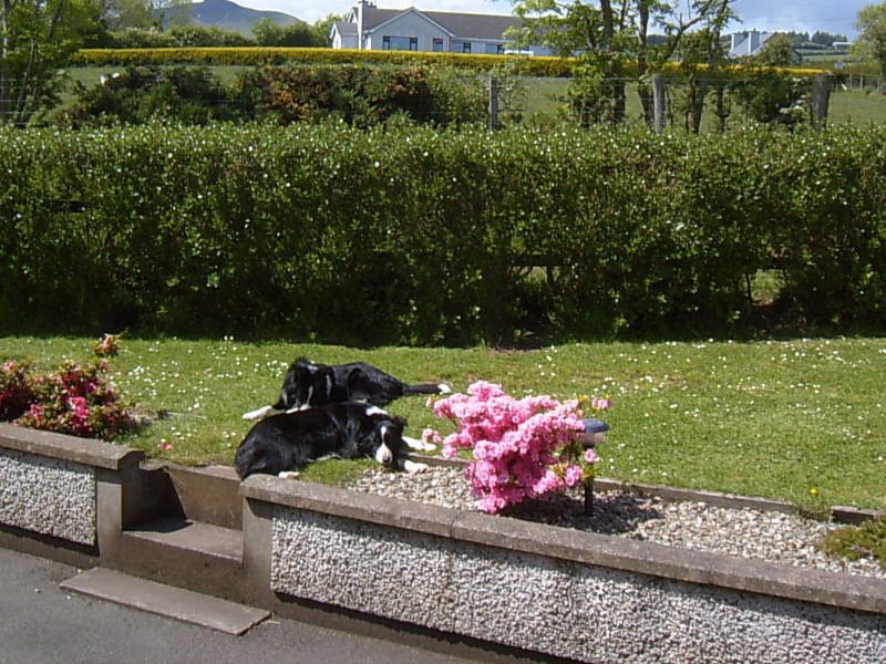 Garron View Bed & Breakfast Cushendall Eksteriør bilde