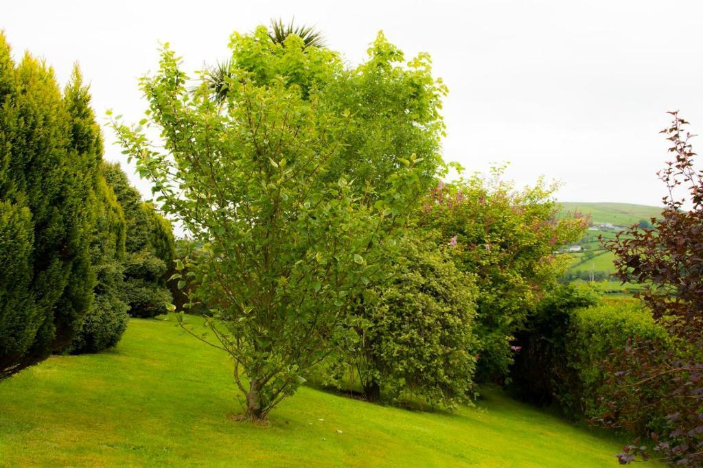 Garron View Bed & Breakfast Cushendall Eksteriør bilde